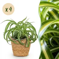 Green Boutiq - Kamerplant - Chlorophytum comosum Bonnie - Krullende Graslelie - Huisdiervriendelijke Plant - Groen - 4 Planten - met Mand - Pot 12cm - Hoogte 20cm