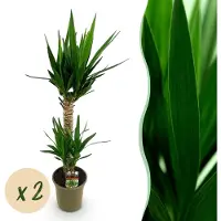 Green Boutiq - Kamerplant - Yucca elephantipes - Yucca - Weinig onderhoud - Groen - 2 - Pot 19cm - Hoogte 95cm