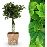 Green Boutiq - Kamerplanten - Schefflera Nora - Vingerboom - Weinig onderhoud - met mand - Groen - 1 Plant - Pot 21cm - Hoogte 70-80cm