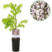 Green Boutiq - Wisteria sinensis Rosea - Roze Chinese blauweregen - Roze - Klimplant - Ø14cm - 65cm