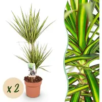 Green Boutiq - Kamerplanten - Dracaena Sunray - Drakenbloedboom - Weinig onderhoud - Groen - 2 Planten - Pot 17cm - Hoogte 70-75cm