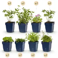 Green Boutiq - Borderpakket - Bodembedekkend - 24 Vaste planten - 3 m2 - Diversen kleuren - Weinig Onderhoud - Pot 11cm