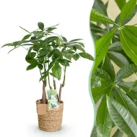 Green Boutiq - Kamerplanten - Pachira Aquatica multi stam - Geldboom - Weinig onderhoud - met mand - Groen - 1 Plant - Pot 17cm - Hoogte 50-55cm