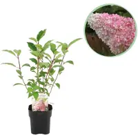 Green Boutiq - Pluim Hortensia - Hydrangea panniculata Vanille Fraise - Bloem Wit Roze - 1 Plant - Bladverliezend - Grote Bloemen - Pot 17cm Hoogte 50cm