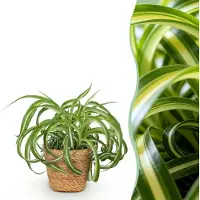 Green Boutiq - Kamerplant - Chlorophytum comosum Bonnie - Krullende Graslelie - Huisdiervriendelijke Plant - Groen - 1 Plant - met Mand - Pot 12cm - Hoogte 20cm