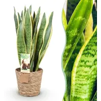 Green Boutiq - Kamerplanten - Sansevieria Laurentii - Vrouwentong - Weinig onderhoud - met mand - Groen - 1 Plant - Pot 21cm - Hoogte 70-80cm
