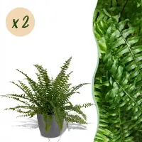 Green Boutiq - Kamerplant - Nephrolepsis exaltata Green Lady - Varen - Huisdiervriendelijke Plant - Groen - 2 Planten - met Potter Grijs - Pot 12cm - Hoogte 25cm