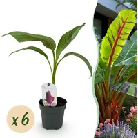 Green Boutiq - Fruitplant - Bananen plant - Musa sikkemensis Red Tiger - Winterhard - 6 planten - Pot 12cm Hoogte 30cm