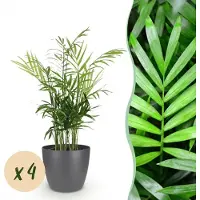 Green Boutiq - Kamerplant - Chamaedorea elegans - Goudpalm - Huisdiervriendelijke Plant - Groen - 4 Planten - met Potter Grijs - Pot 12cm - Hoogte 15cm
