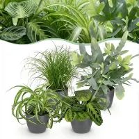Green Boutiq - Kamerplant - Chlorophytum - Cyperus - Phlebodium - Marantha - Mix van 4 - Huisdiervriendelijke Planten - Groen - 4 Planten - met Potter Grijs - Pot 12cm - Hoogte 25cm