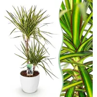 Green Boutiq - Kamerplanten - Dracaena Sunray - Drakenbloedboom - Weinig onderhoud - Groen - 1 Plant - met Potter Wit - Pot 21cm - Hoogte 90-100cm