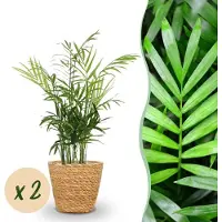 Green Boutiq - Kamerplant - Chamaedorea elegans - Goudpalm - Huisdiervriendelijke Plant - Groen - 2 Planten - met Mand - Pot 12cm - Hoogte 15cm
