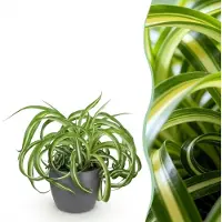 Green Boutiq - Kamerplant - Chlorophytum comosum Bonnie - Krullende Graslelie - Huisdiervriendelijke Plant - Groen - 1 Plant - met Potter Grijs - Pot 12cm - Hoogte 20cm