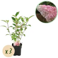 Green Boutiq - Pluim Hortensia - Hydrangea panniculata Vanille Fraise - Bloem Wit Roze - 3 Planten 1 m2 - Bladverliezend - Grote Bloemen - Pot 17cm Hoogte 50cm