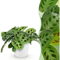 Green Boutiq - Kamerplant - Maranta Fascinator Kerchoveana - Zebraplant - Huisdiervriendelijke Plant - Groen - 1 Plant - met Potter Wit - Pot 12cm - Hoogte 25cm