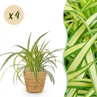 Green Boutiq - Kamerplant - Chlorophytum comosum Variegatum - Bonte Graslelie - Huisdiervriendelijke Plant - Groen - 4 Planten - met Mand - Pot 12cm - Hoogte 20cm