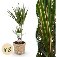 Green Boutiq - Kamerplanten - Dracaena Marginata - Drakenbloedboom - Weinig onderhoud - met mand - Groen - 2 Planten - Pot 17cm - Hoogte 70-80cm