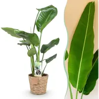 Green Boutiq - Kamerplanten - Strelitzia Nicolai - Paradijsvogelbloem - Weinig onderhoud - met mand - Groen - 1 Plant - Pot 17cm - Hoogte 70-90cm
