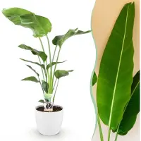 Green Boutiq - Kamerplanten - Strelitzia Nicolai - Paradijsvogelbloem - Weinig onderhoud - Groen - 1 Plant - met Potter Wit - Pot 21cm - Hoogte 110-120cm