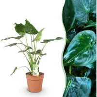 Green Boutiq - Kamerplanten - Alocasia Cucullata - Boeddha,s hand - Weinig onderhoud - Groen - 1 Plant - Pot 21cm - Hoogte 65-70cm