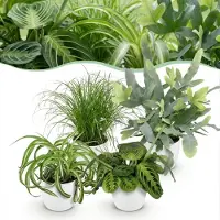 Green Boutiq - Kamerplant - Chlorophytum - Cyperus - Phlebodium - Marantha - Mix van 4 - Huisdiervriendelijke Planten - Groen - 4 Planten - met Potter Wit - Pot 12cm - Hoogte 25cm