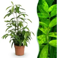 Green Boutiq - Kamerplanten - Dracaena surculosa - Drakenbloedboom - Weinig onderhoud - Groen - 1 Plant - Pot 17cm - Hoogte 60-70cm
