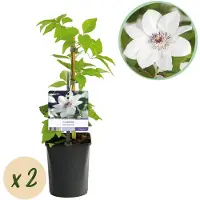 Green Boutiq - Klimplant - Clematis Miss bateman - Bloem Roze - Weinig onderhoud -2 planten - Pot 11cm Hoogte 40cm