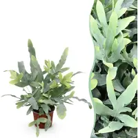 Green Boutiq - Kamerplant - Phlebodium aureum Blue Star - Blauwe Varen - Huisdiervriendelijke Plant - Blauw - 1 Plant - Pot 12cm - Hoogte 25cm