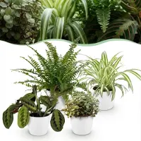 Green Boutiq - Kamerplant - Chlorophytum - Maranta - Calissia - Nephrolepsis - Mix van 4 - Huisdiervriendelijke Planten - Groen - 4 Planten - met Potter Wit - Pot 12cm - Hoogte 25cm