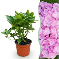 Green Boutiq - Tuinplant - Hydrangea macrophylla Roze - Hortensia - Winterhard - Roze - 1 Plant - Pot 12cm - Hoogte 20-30cm