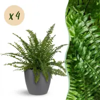 Green Boutiq - Kamerplant - Nephrolepsis exaltata Green Lady - Varen - Huisdiervriendelijke Plant - Groen - 4 Planten - met Potter Grijs - Pot 12cm - Hoogte 25cm