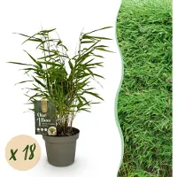 Green Boutiq - Bamboe - Fargesia Rufa - Bladhoudend - Niet Woekerend - Groen - 18 Planten - Pot 14cm - Hoogte 35cm