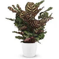 Green Boutiq - Kamerplant - Pauwenplant - Calathea Makoyana - Groen - Weinig onderhoud - 1 Plant - met Potter Wit - Pot 19cm - Hoogte 70cm