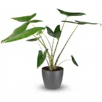 Green Boutiq - Kamerplant - Olifantsoor - Alocasia Zebrina - Groen - Weinig onderhoud - 1 Plant - met Potter Grijs - Pot 21 cm - Hoogte 70 - 75cm