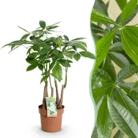 Green Boutiq - Kamerplanten - Pachira Aquatica multi stam - Geldboom - Weinig onderhoud - Groen - 1 Plant - Pot 17cm - Hoogte 50-55cm