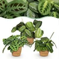 Green Boutiq - Kamerplant - Marantha Silverband, Marantha Lemon Lime Marantha Kerchoveana - Gebedsplant - Huisdiervriendelijke Plant - Groen - 3 Planten - met Mand - Pot 12cm - Hoogte 25cm