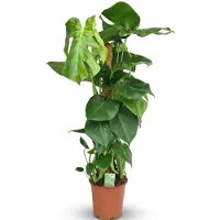Green Boutiq - Kamerplant - Gatenplant - Monstera Deliciosa mosstok - Groen - Weinig onderhoud - 1 Plant - Pot 19cm - Hoogte 90cm