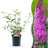 Green Boutiq - Vlinderstruik - Buddleja davidii Pink Delight - Bloem Roze - 1 Plant - Bladverliezend - Vlinderlokkend - Pot 17cm Hoogte 25cm