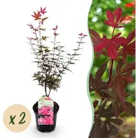 Green Boutiq - Terrasplant - Japanse Esdoorn - Acer palmatum Skeetsers Broom - Paars - 2 Planten - Bladverliezend - Pot 19cm Hoogte 70cm