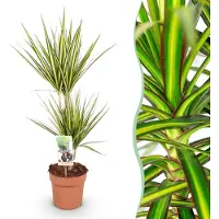 Green Boutiq - Kamerplanten - Dracaena Sunray - Drakenbloedboom - Weinig onderhoud - Groen - 1 Plant - Pot 17cm - Hoogte 70-75cm