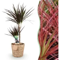 Green Boutiq - Kamerplanten - Dracaena Magenta - Drakenbloedboom - Weinig onderhoud - met mand - Groen - 1 Plant - Pot 21cm - Hoogte 90-100cm