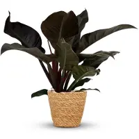 Green Boutiq - Kamerplant - Philodendron - Philodendron Imperial Red - Rood - Weinig onderhoud - 1 Plant - met Mand - Pot 19cm - Hoogte 60cm