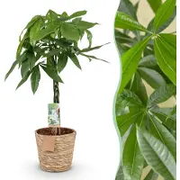 Green Boutiq - Kamerplanten - Pachira Aquatica gevlochten stam - Geldboom - Weinig onderhoud - met mand - Groen - 1 Plant - Pot 21cm - Hoogte 80-90cm