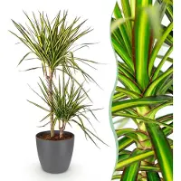 Green Boutiq - Kamerplanten - Dracaena Sunray - Drakenbloedboom - Weinig onderhoud - Groen - 1 Plant - met Potter Grijs - Pot 21cm - Hoogte 90-100cm