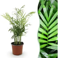 Green Boutiq - Kamerplant - Chamaedorea elegans - Goudpalm - Huisdiervriendelijke Plant - Groen - 1 Plant - Pot 12cm - Hoogte 15cm