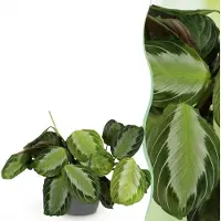 Green Boutiq - Kamerplant - Maranta Fascinator Silverband - Gebedsplant - Huisdiervriendelijke Plant - Groen - 1 Plant - met Potter Grijs - Pot 12cm - Hoogte 25cm