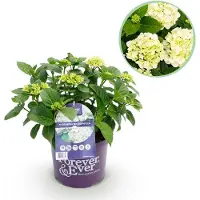Green Boutiq - Terrasplant - Hortensia - Hydrangea Forever & Ever - Wit - 7-12 Bloemen - Pot 23cm Hoogte 55cm