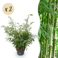 Green Boutiq - Grassen - Fargesia robusta Pingwu - Niet Woekerende Bamboe - Bladhoudend - Groen - 2 Planten - Pot 23 cm - Hoogte 80 cm