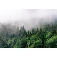 Consalnet Vliesbehang Bos in de Mist XXL – fotobehang – 368 x 254 cm – Groen