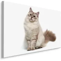 Karo-art Schilderij - Neva Masquerade kat, Premium Print, 5 maten